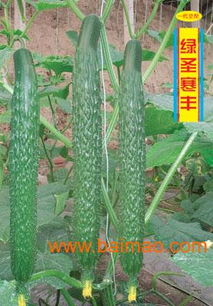 專業解析 山東省壽光市綠興種苗發展中心黃瓜種苗的價格、廠家信息與產品優勢