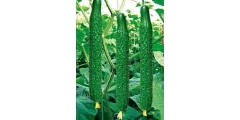 優質嫁接黃瓜苗 以山東煙臺為核心，探索高品質種苗的培育與應用