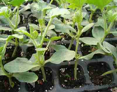 孝感嫁接黃瓜苗 耐熱黃瓜苗種苗場的專業培育與市場價值