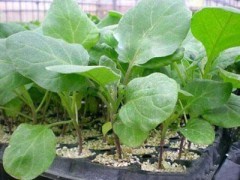 丹東地區嫁接茄子苗與黃瓜苗市場行情及嫁接黃瓜苗價格解析