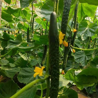 嫁接黃瓜苗 強雌油亮密刺，綠瓤抗病，口感卓越的種植優選