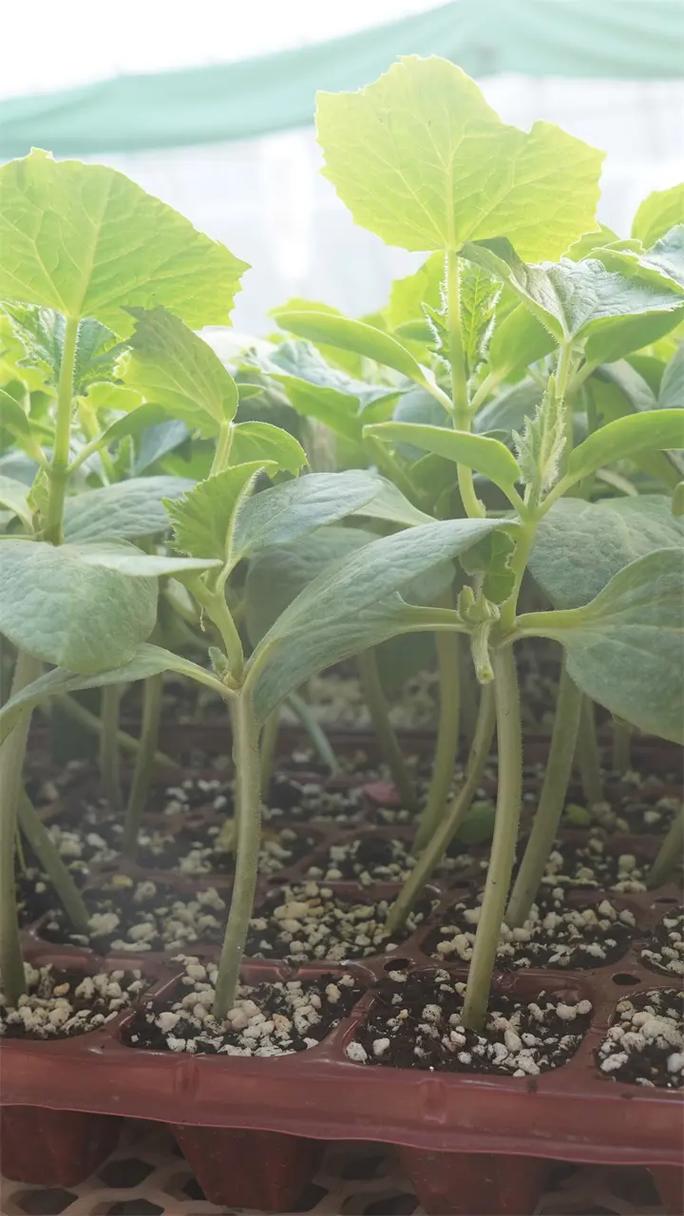 如何成功培育越冬油亮、易移栽的黃瓜苗 以濟寧與濱州嫁接技術為例