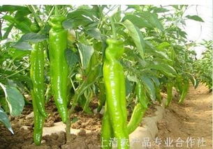 尖椒種子與嫁接黃瓜苗 現代農業的綠色選擇