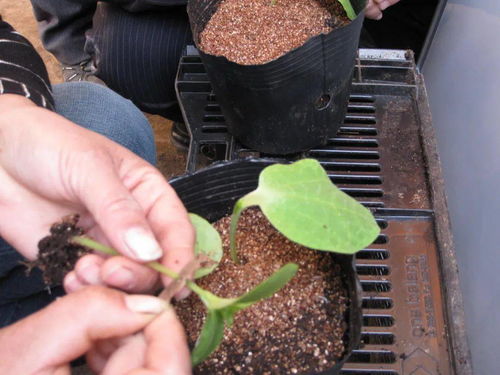 嫁接有機黃瓜苗，科學管理少生病