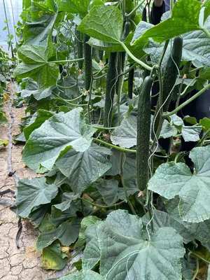 郴州綠亮黃瓜苗 嫁接技術領航，專業苗廠保障優質供應