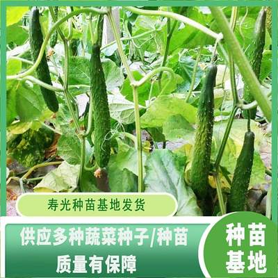 嫁接黃瓜苗 越冬早春與越夏秋延種植的優選良種