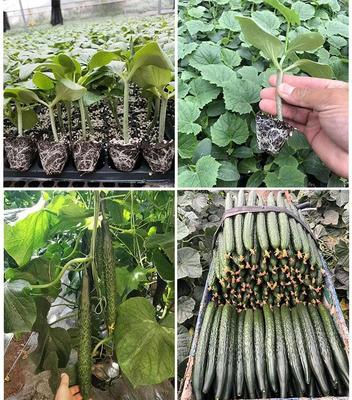 專業育苗，豐產保障——開封供應優質嫁接西紅柿苗、抗病西紅柿苗代育及嫁接黃瓜苗