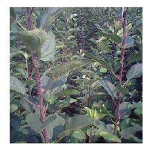 優質蘋果苗選購與嫁接黃瓜苗技術解析 助力高效農業生產