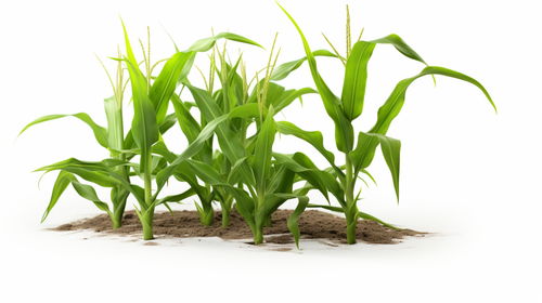 創新農業攝影 從玉米苗到嫁接黃瓜苗的生命美學