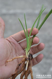 洪字大草1苗1芽12cm 看圖092609 嫁接黃瓜苗技術與管理