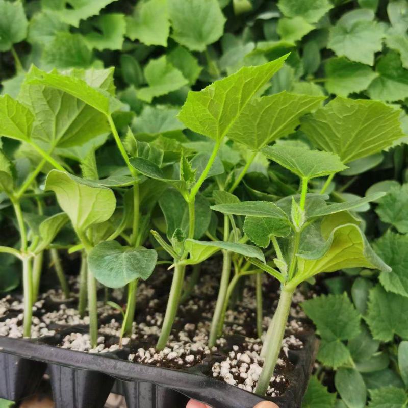 山東濰坊壽光黃瓜苗批發 嫁接技術引領種植新趨勢，高性價比助力農業增收