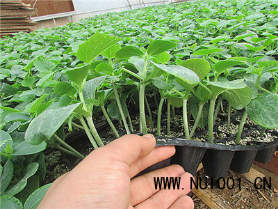 丹東優質嫁接黃瓜苗批發 德瑞特黃瓜種苗的卓越選擇