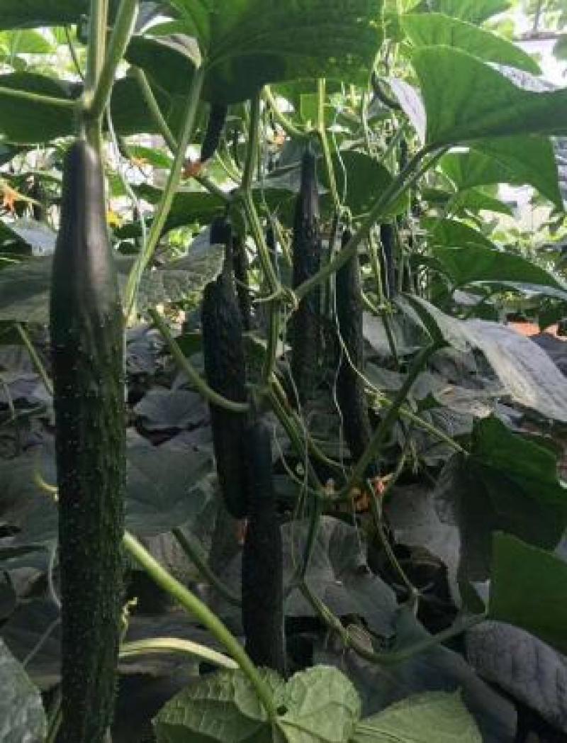 抗病耐寒早春利器——全面解析嫁接黃瓜苗的優勢與培育