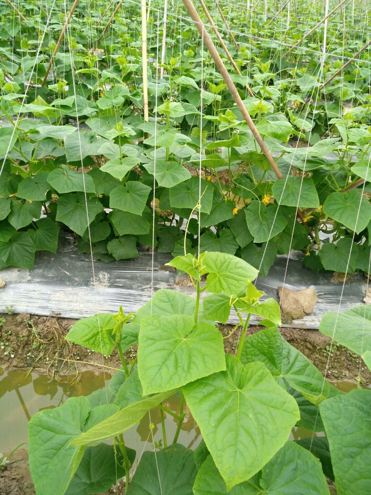 巴彥淖爾嫁接黃瓜苗基地 品質優良，助力農業豐收